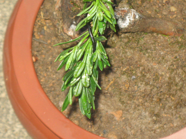 IMG_8782.JPG
