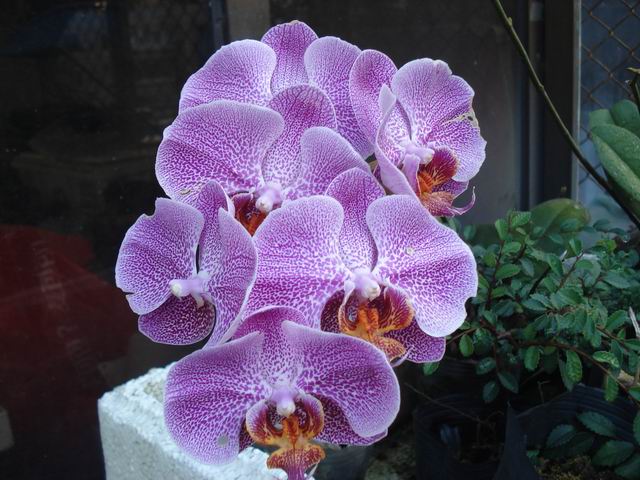 DSC00003.JPG