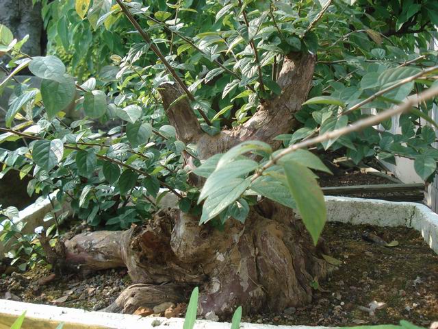 DSC00017.JPG