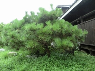 CIMG0924.JPG