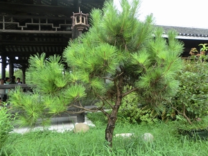 CIMG0925.JPG