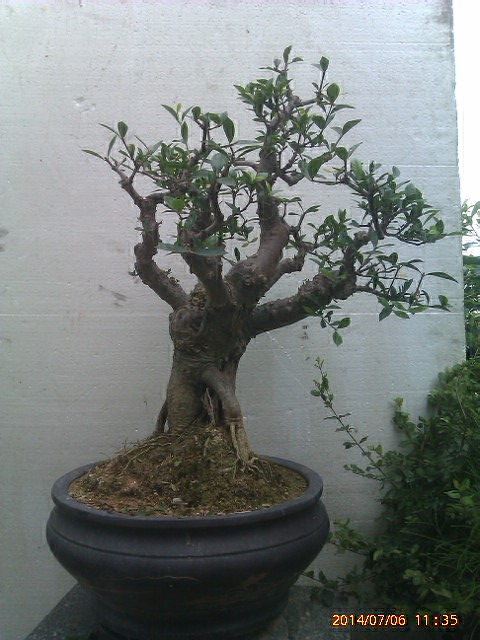 IMAG0244.jpg