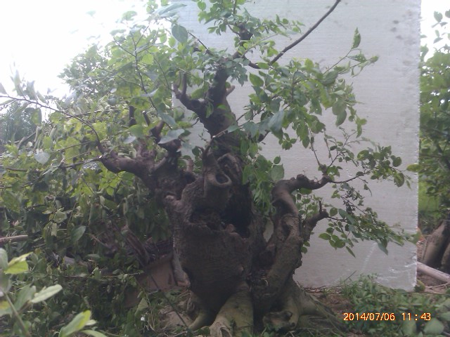IMAG0249.jpg