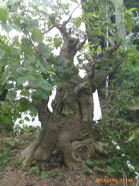 IMAG0251.jpg