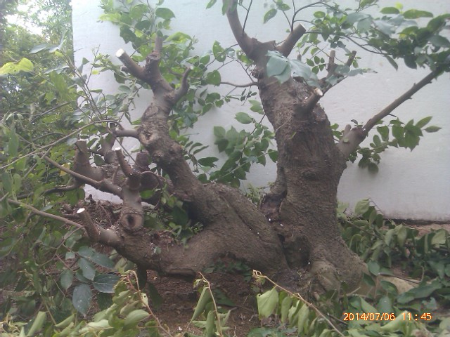 IMAG0252.jpg