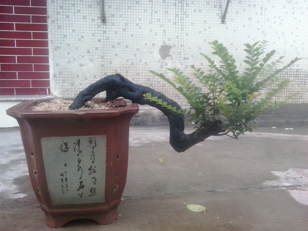 20140803_181753.jpg