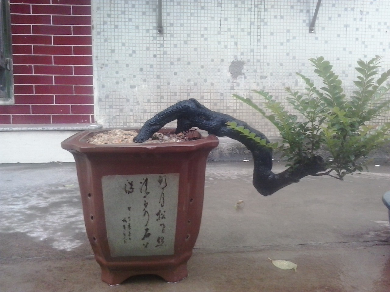 20140803_181018.jpg