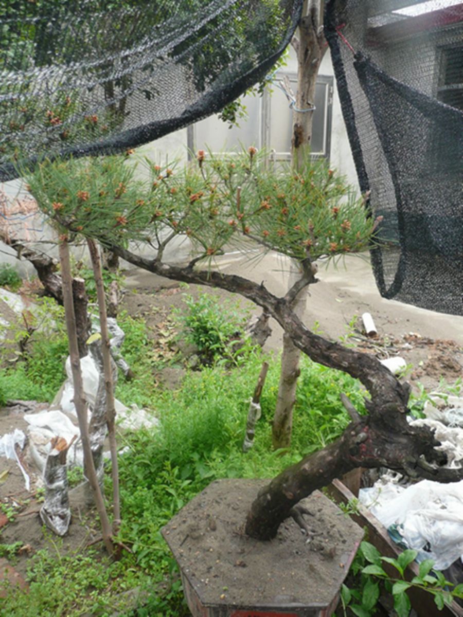 P1030701-3.jpg