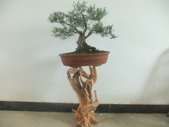 DSCF9771.JPG