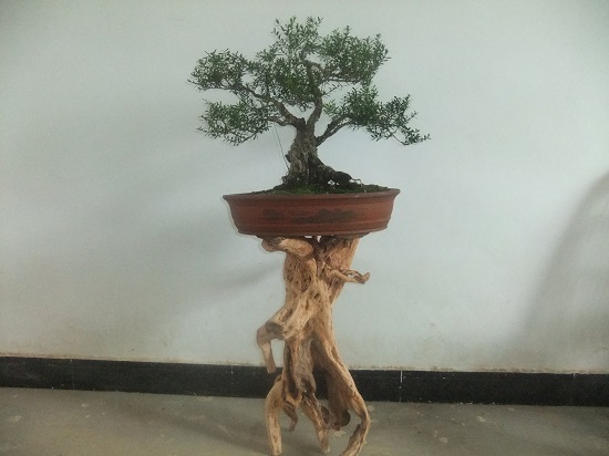 DSCF9775.JPG