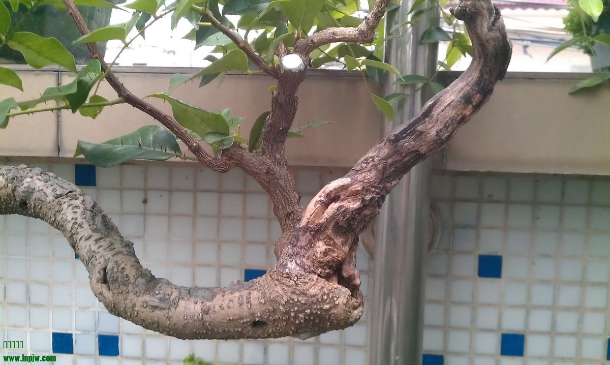 IMAG0144.jpg