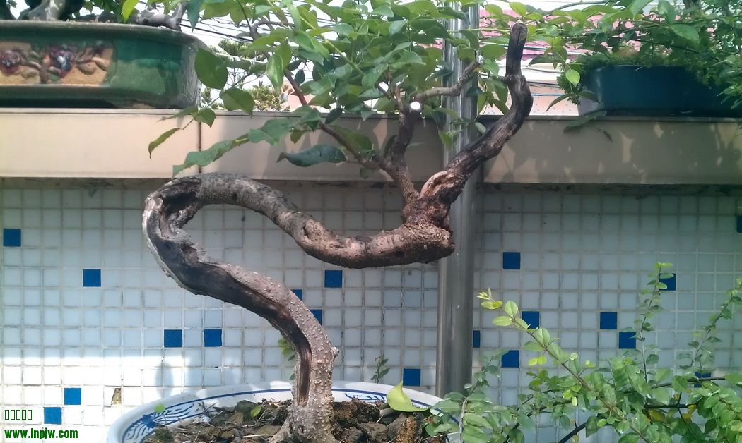 IMAG0142.jpg