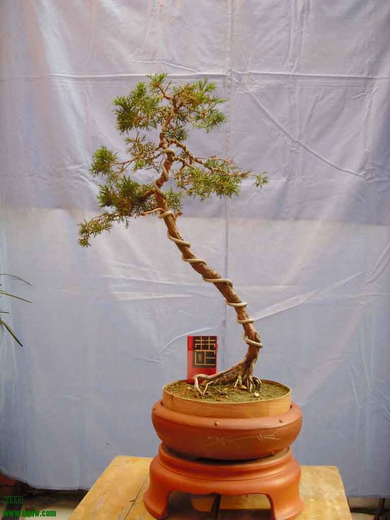 SDC12905.JPG