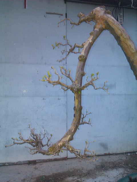 IMAG0029.jpg