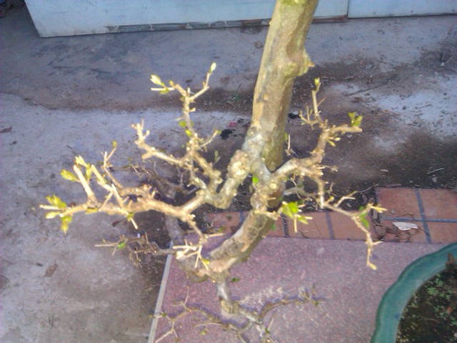 IMAG0030.jpg