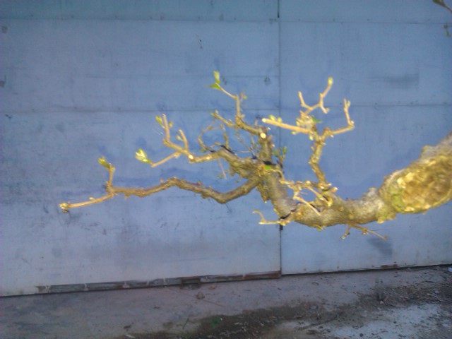 IMAG0031.jpg