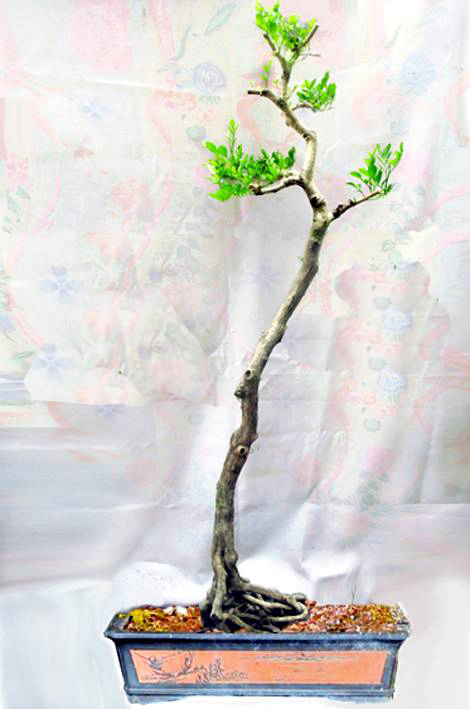 102950iax8acdynzji9i95.jpg.thumb.jpg
