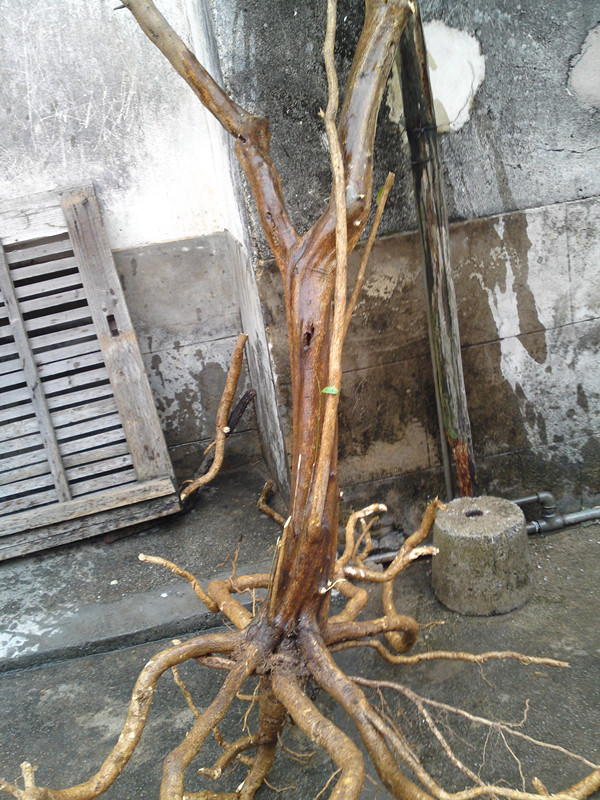 20130416726_.jpg