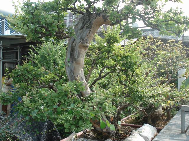 DSC00024.JPG