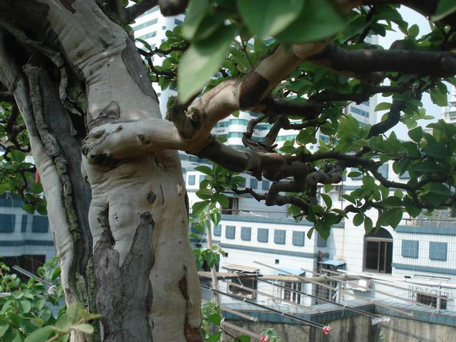 DSC00025.JPG
