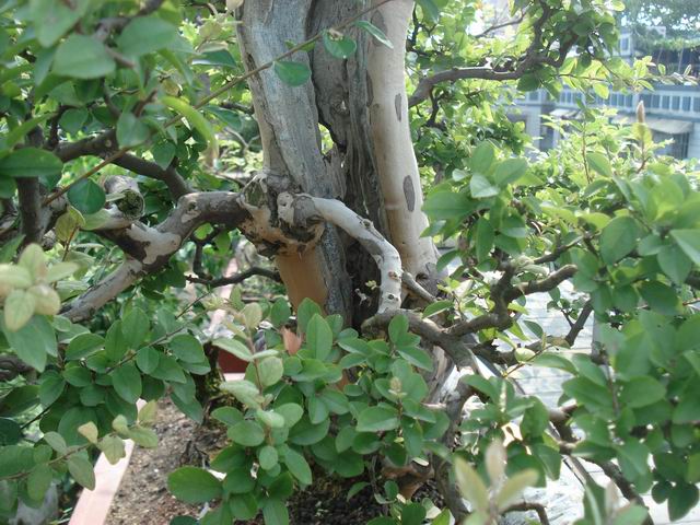 DSC00026.JPG