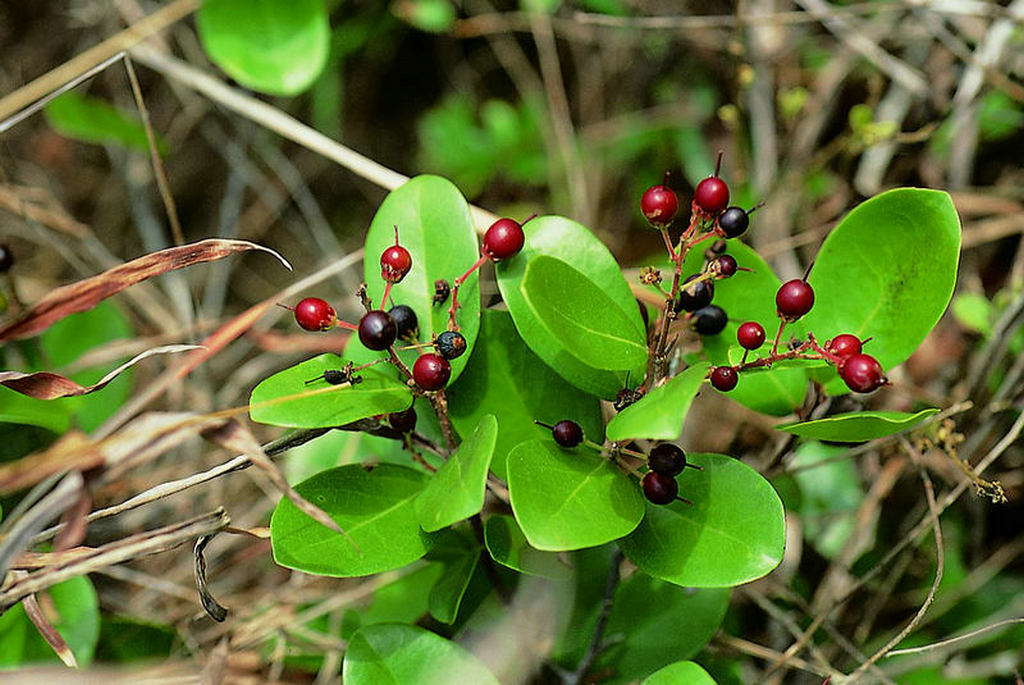scolopia chinensis .jpg