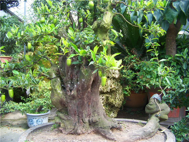 100_5092.JPG