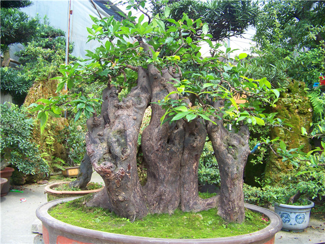 100_5093.JPG