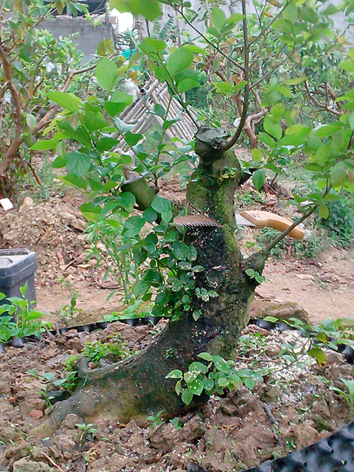 IMG20130325012_.jpg