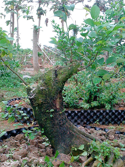IMG20130325015_.jpg