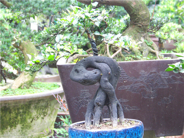 100_5202.JPG