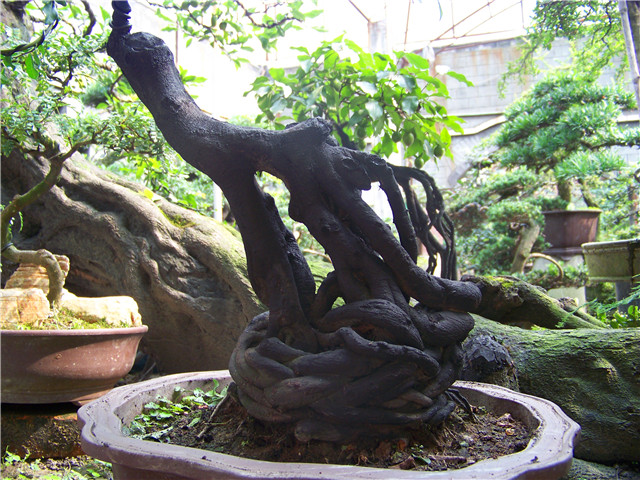 100_4589.JPG