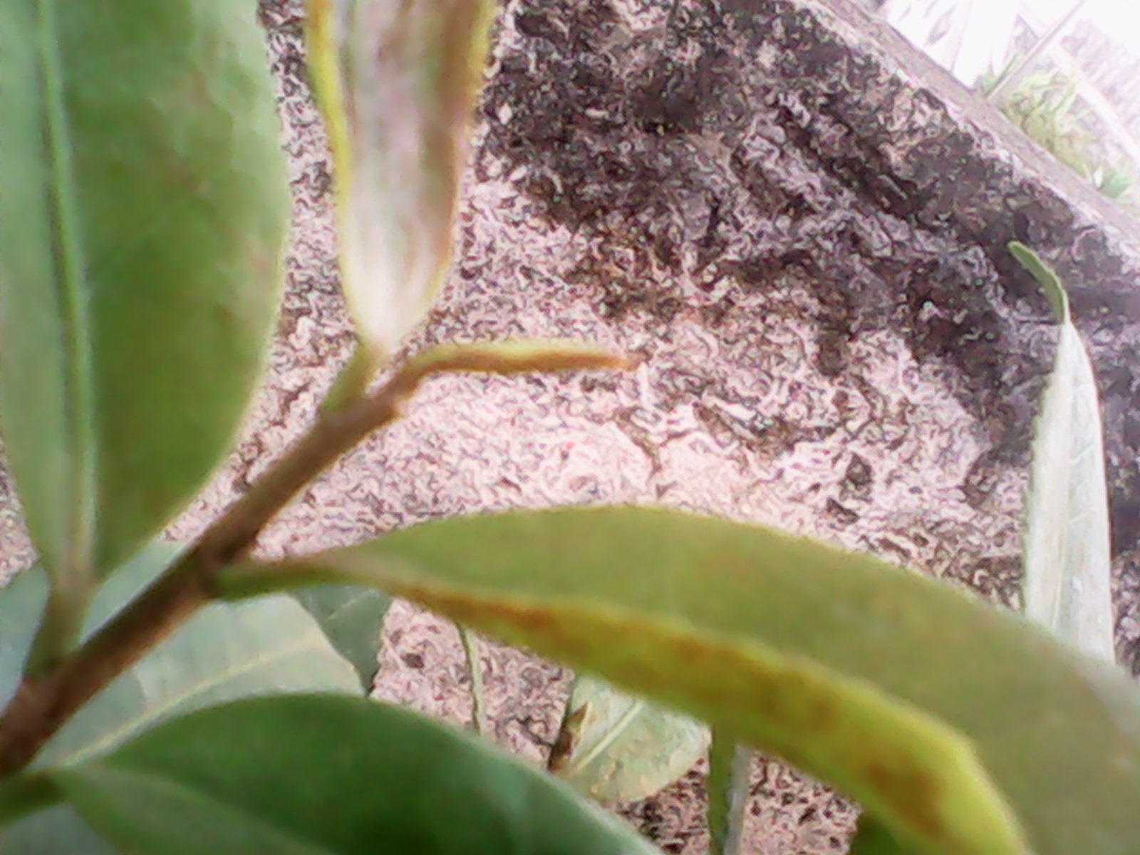 IMG_20140819_075026.jpg