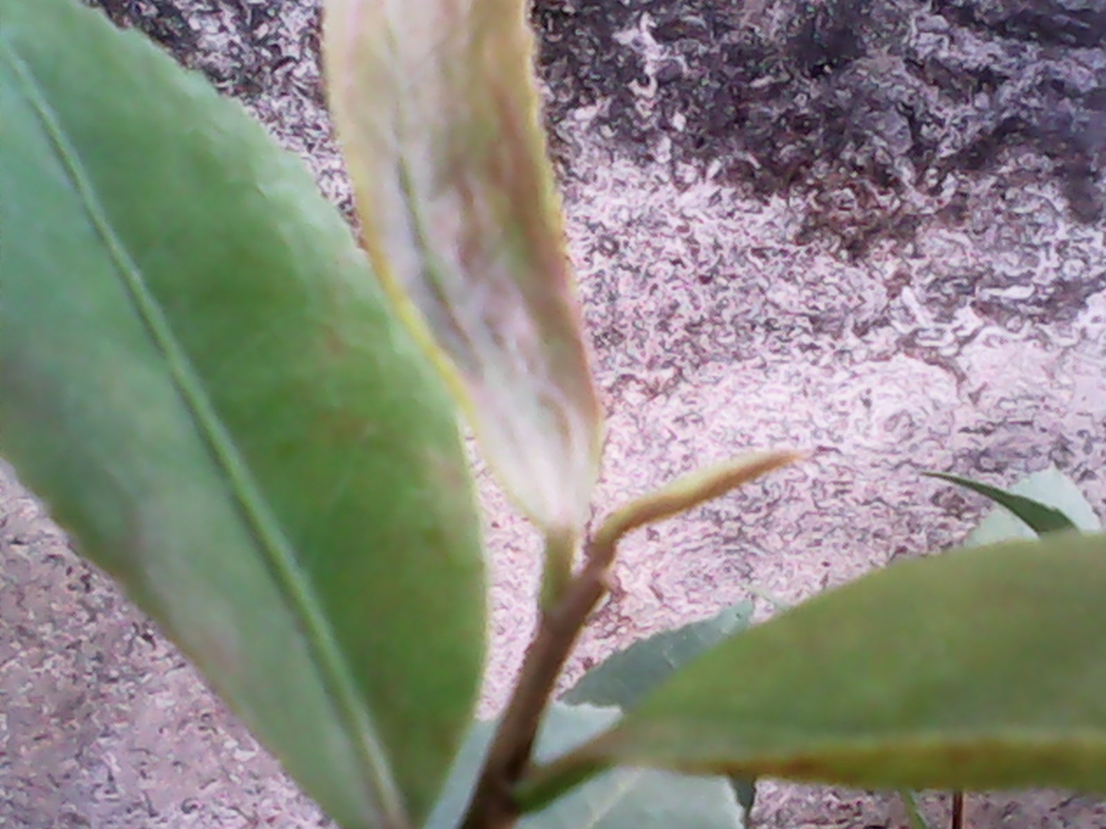 IMG_20140819_074954.jpg