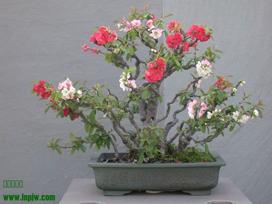 7_Chaenomeles_speciosa_fs.jpg