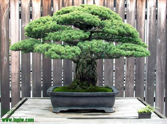 2_Pinus_parviflora_fs.jpg