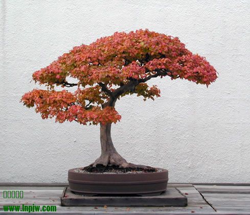 23-Acer_buergerianum_fs.jpg