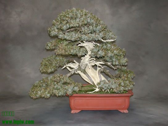 27-Juniperus_rigida_fs.jpg