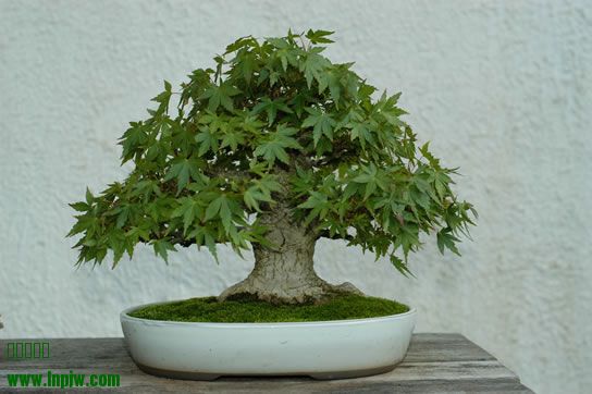 31-Acer_palmatum_fs.jpg