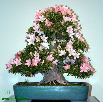 36-R_I__Satsuki_Nikko_fs.jpg