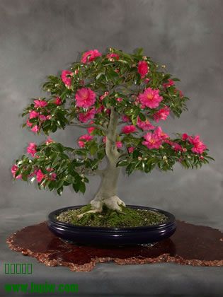 38-Camellia_japonica_fs.jpg