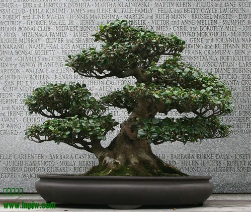 39-Eurya_emarginata_fs.jpg