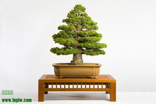40-Pinus_parviflora_Zuisyo__fs.jpg