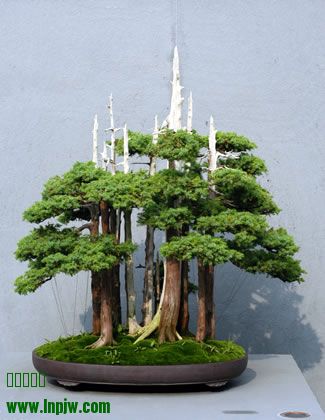 201_Juniperus_fs.jpg