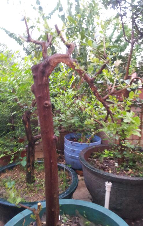 20140706_190917-1.jpg