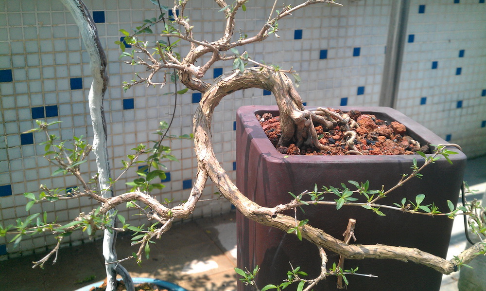 IMAG0165.jpg