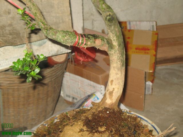 IMG_8579.JPG