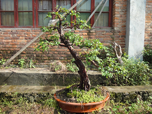DSC02923.jpg