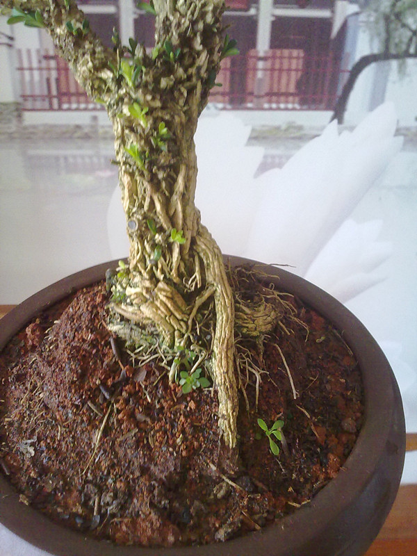 20140706375_.jpg