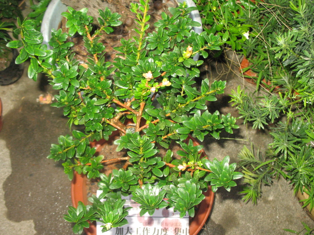 IMG_8833.JPG
